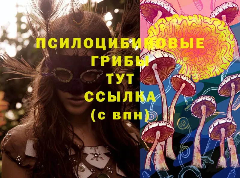 Псилоцибиновые грибы Cubensis  Губкинский 